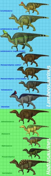Hadrosaur Size Comparison Chart