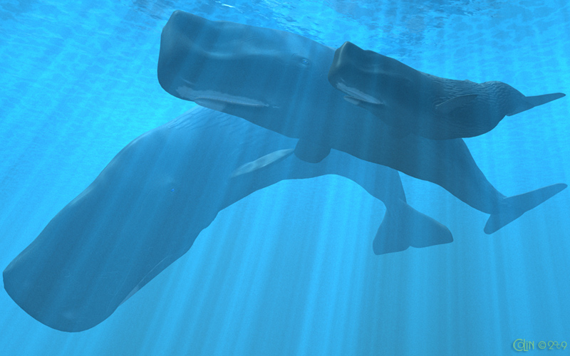 sperm-whales-8x5.jpg