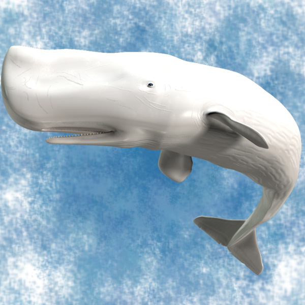 spermwhale-albino1.jpg