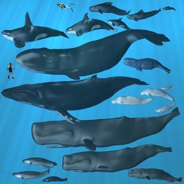 whales-8x8.jpg